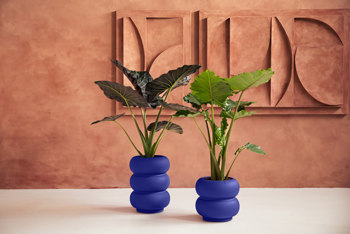 amber roll high 43cm royal blue